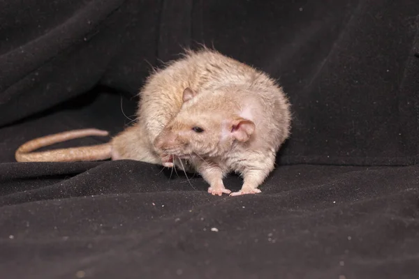 Big and charismatic rat on a black — Stock Photo, Image