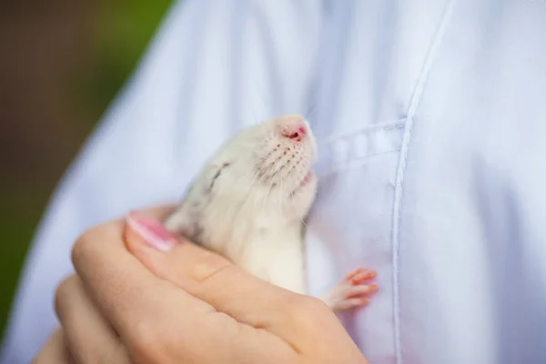 Rato Bonito Símbolo 2020 Nos Braços Uma Pessoa Dormindo Segurança — Fotografia de Stock