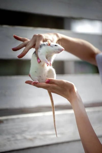 Rato Nas Mãos Homem Rato Bonito Símbolo 2020 Onde Passeio — Fotografia de Stock