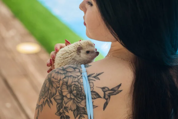 Morena Sexy Biquíni Perto Piscina Azul Com Anão Africano Hedgehog — Fotografia de Stock
