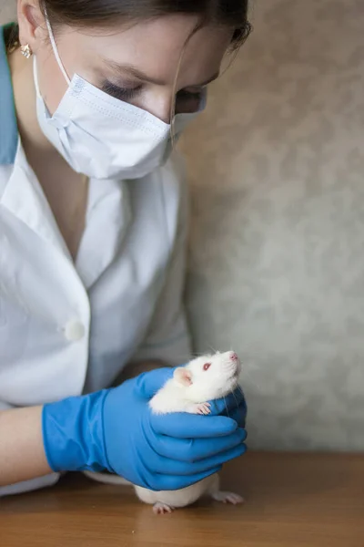 Tests Vaccins Fille Dans Masque Des Gants Médicaux Avec Rat — Photo