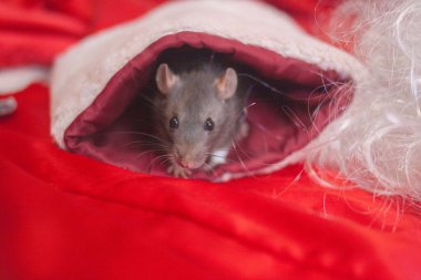 Fare, Noel Baba 'nın kolunda saklanıyor. Yeni yılın sembolü