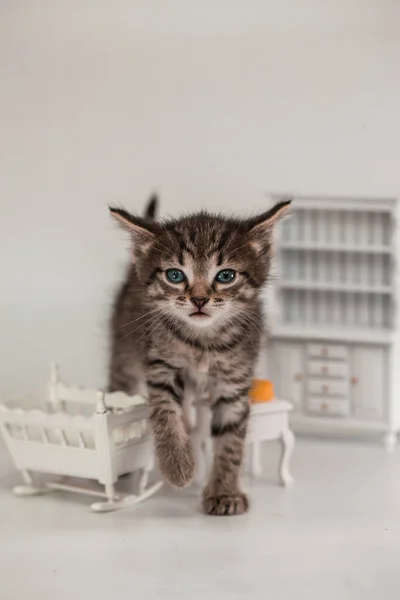 Kucing Lucu Ruang Boneka Dengan Furnitur Kecil Dan Keju — Stok Foto