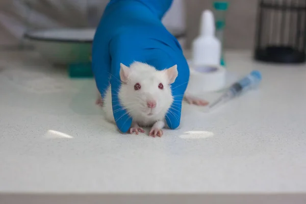 Vaktsyna Test Covid White Laboratory Rat Hands Girl White Coat — Stock Photo, Image