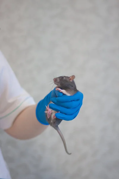 Test Vaktsyna Covid Rat Laboratoire Blanc Dans Les Mains Une — Photo