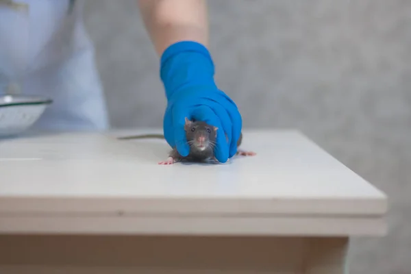 Test Vaktsyna Covid Rat Laboratoire Blanc Dans Les Mains Une — Photo