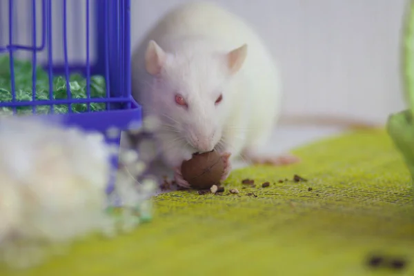 White Rat Eats Nut Next Cage Theft Concept Rodent — Stock Photo, Image