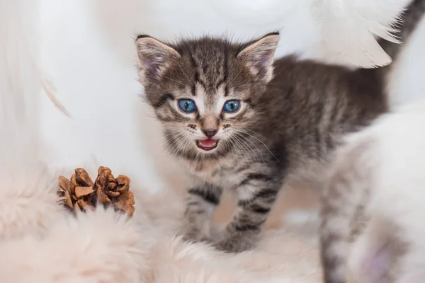 Gatinho Bonito Uma Cama Fofa Gato Com Olhos Azuis — Fotografia de Stock