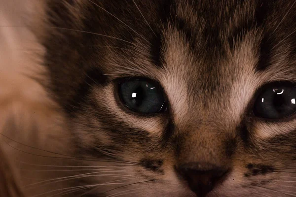 Retrato Gatinho Gatinho Escuro Bonito Com Olhos Grandes — Fotografia de Stock