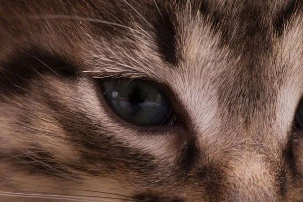 Kitten Portrait Cute Dark Kitten Big Eyes — Stock Photo, Image