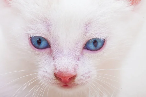 Kitten portrait. Cute white kitten with blue eyes.