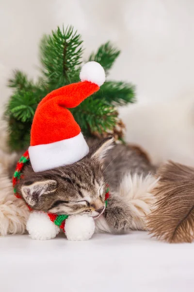 Noel Baba Şapkalı Bir Kedi Yavrusu Yeni Doğmuş Farelerle Yatıyor — Stok fotoğraf