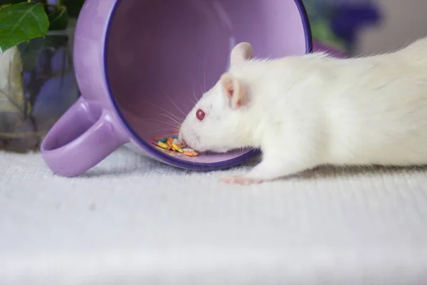 Tasse Café Rat Blanc Violet Café Matin — Photo