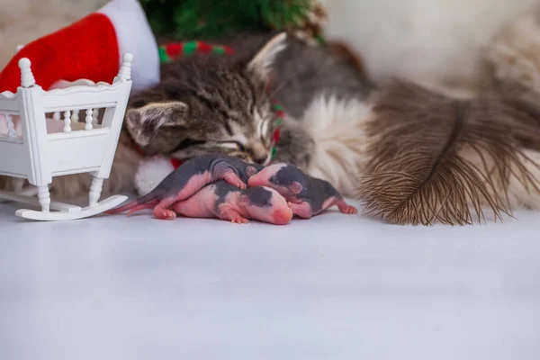 Ein Kätzchen Mit Weihnachtsmannmütze Schläft Mit Neugeborenen Ratten Kleine Kinder — Stockfoto