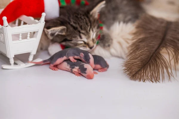 Gatinho Chapéu Papai Noel Dorme Com Ratos Recém Nascidos Crianças — Fotografia de Stock