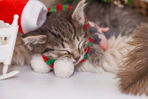 Ein Kätzchen Mit Weihnachtsmannmütze Schläft Mit Neugeborenen Ratten Kleine Kinder — Stockfoto