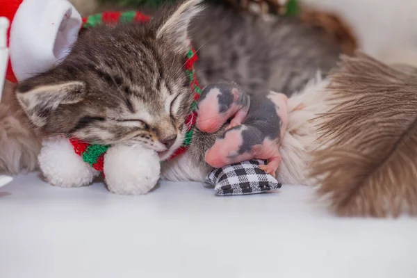 Ein Kätzchen Mit Weihnachtsmannmütze Schläft Mit Neugeborenen Ratten Kleine Kinder — Stockfoto