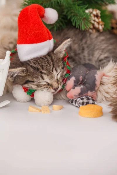 Котёнок Шляпе Санта Клауса Спит Новорожденными Крысами Маленькие Дети Спят — стоковое фото