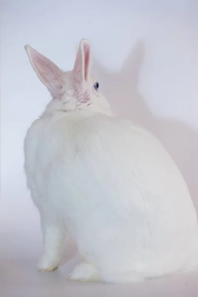 蓝眼睛的雪白复活节兔子 在白色背景下 — 图库照片