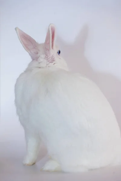 Lapin Pâques Blanc Neige Aux Yeux Bleus Sur Fond Blanc — Photo