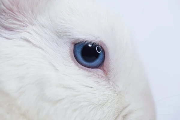 Conejo Pascua Blanco Como Nieve Con Ojos Azules Sobre Fondo — Foto de Stock