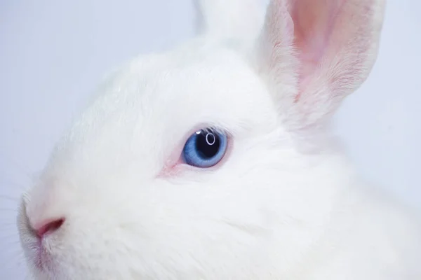 Conejo Pascua Blanco Como Nieve Con Ojos Azules Sobre Fondo —  Fotos de Stock