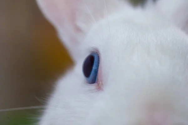 Sněhobílý Velikonoční Králík Modrýma Očima Bílém Pozadí — Stock fotografie