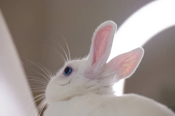 Conejo Pascua Blanco Como Nieve Con Ojos Azules Sobre Fondo — Foto de Stock