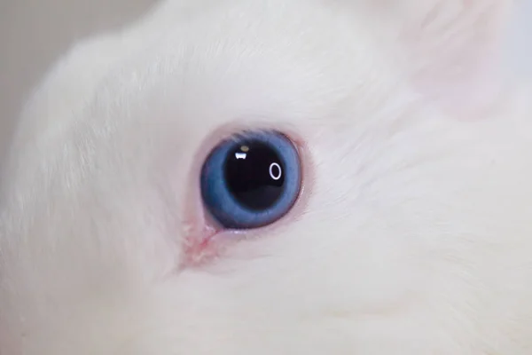 Sněhobílý Velikonoční Králík Modrýma Očima Bílém Pozadí — Stock fotografie