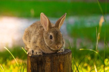 Paskalya 'nın küçük parlak tavşanı. Çimlerin üzerinde