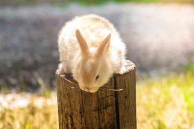 Paskalya 'nın küçük parlak tavşanı. Çimlerin üzerinde