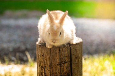 Paskalya 'nın küçük parlak tavşanı. Çimlerin üzerinde