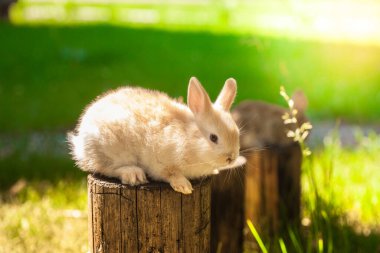 Mavi gözlü Paskalya tavşanları. Çimlerin üzerinde