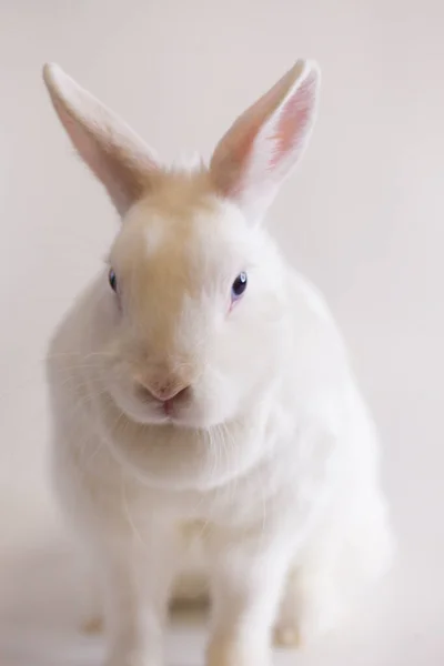 蓝眼睛的雪白复活节兔子 在白色背景下 — 图库照片