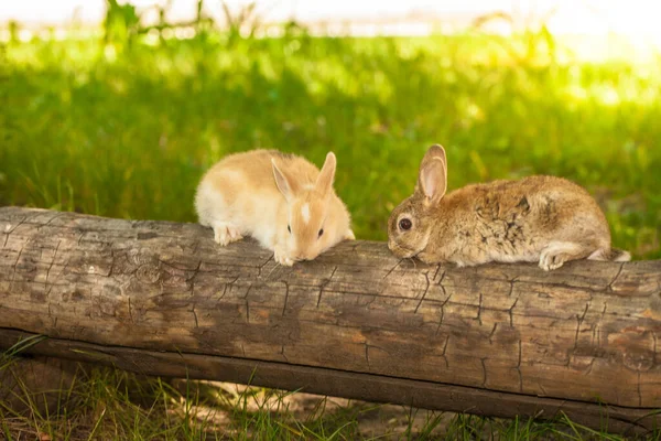 Conejitos Pascua Brillantes Con Ojos Azules Césped Hierba — Foto de Stock