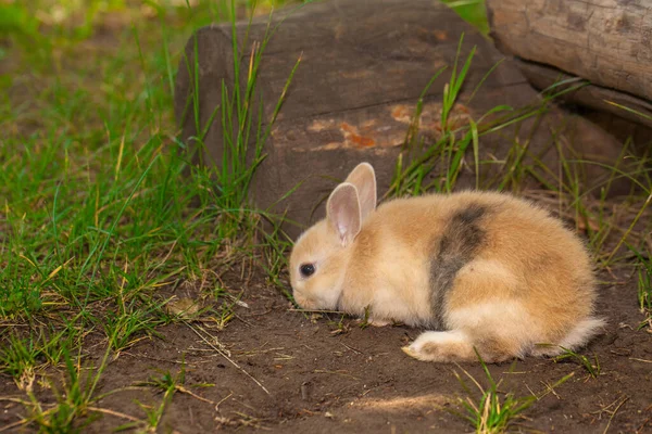 Påsk Ljus Liten Kanin Gräsmattan — Stockfoto