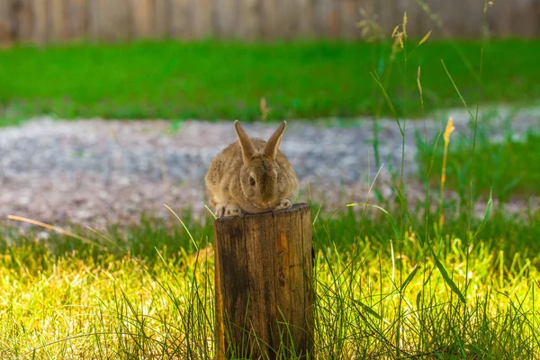 Wielkanocny Króliczek Trawniku Trawiastym — Zdjęcie stockowe