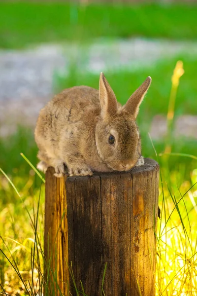 Conejito Pascua Brillante Césped Hierba — Foto de Stock