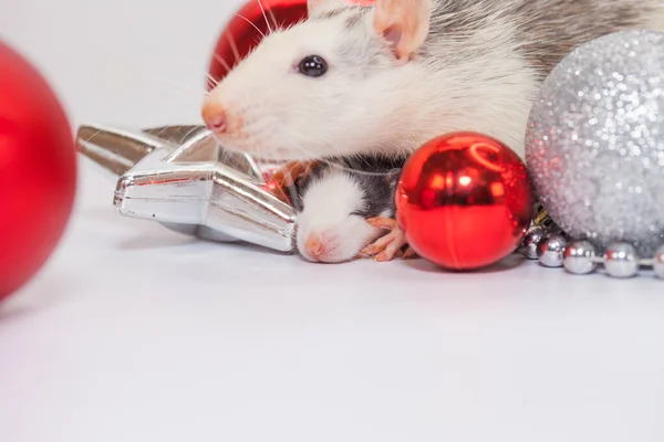 Rat Parmi Les Décorations Noël Petite Souris Mignonne — Photo