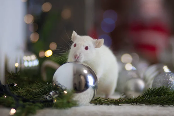 Ratte Unter Der Weihnachtsdekoration Weißes Nagetier — Stockfoto