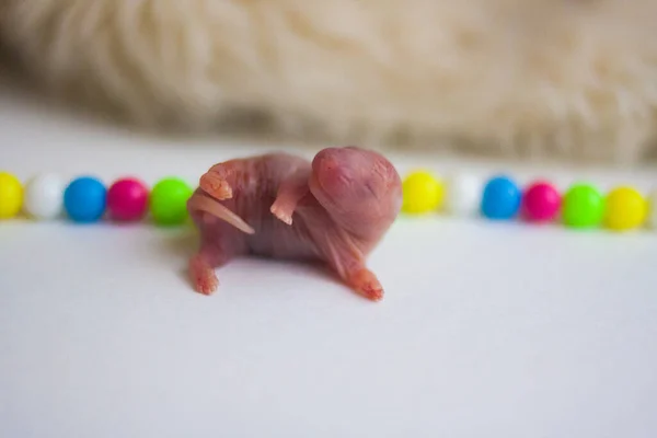 Little tiny rat rat on a white background. among colored beads