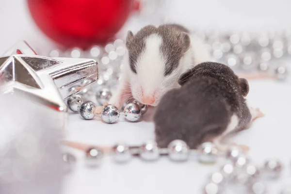 Rat Parmi Les Décorations Noël Rongeur Blanc — Photo
