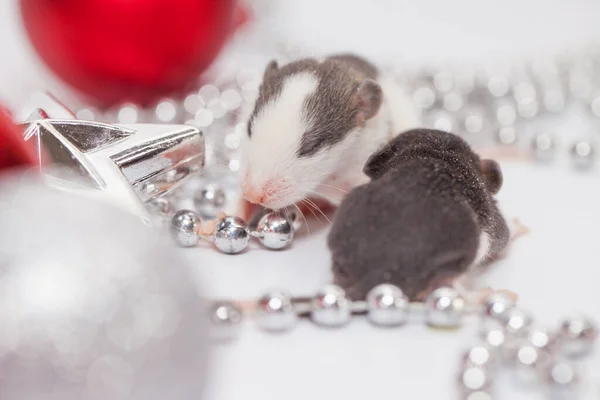 Ratte Unter Der Weihnachtsdekoration Weißes Nagetier — Stockfoto