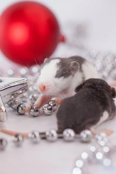 Rat Parmi Les Décorations Noël Rongeur Blanc — Photo