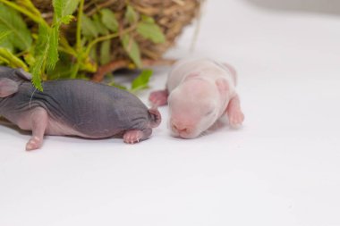 Parlak bahar otlarının arasında küçük paskalya tavşanları