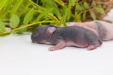 Parlak bahar otlarının arasında küçük paskalya tavşanları
