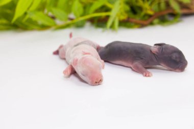 Parlak bahar otlarının arasında küçük paskalya tavşanları