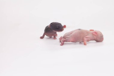 Beyaz arka planda küçük paskalya tavşanları. Paskalya tatili