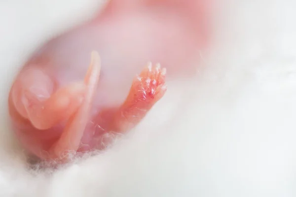 Rato Bebé Filhote Recém Nascido Com Pele Vermelha Careca — Fotografia de Stock