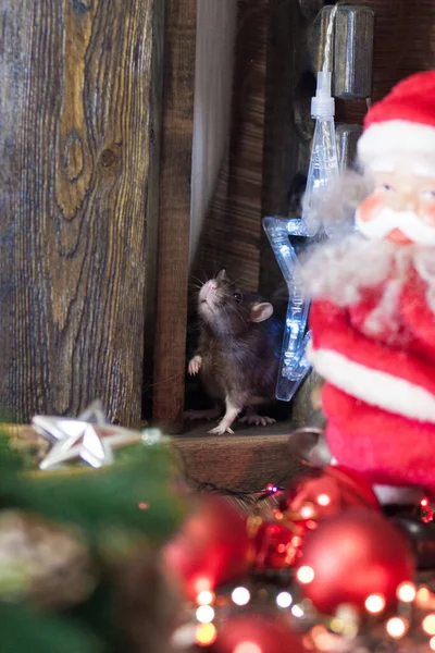Weihnachtsmann Helfer Graue Ratten — Stockfoto
